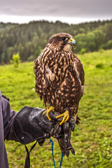 bird of prey