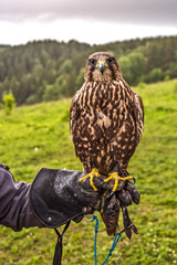 hawk in flight