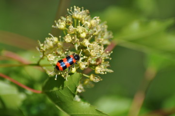 Red beetle on maple flowers.