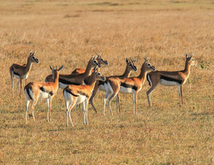 Naklejka na ściany i meble Herd young Thomson's gazelles Eudorcas thomsonii standing stock still looking attentively as predator nearby grass plain Masai Mara National Reserve Kenya East Africa