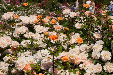 Beautiful roses in a summer garden