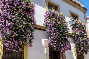 Flowers in pots on the winwows in Cordoba streets, Spain