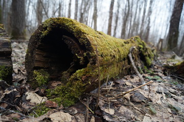 moss on rocks