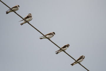 Stunning bird photo. Common house martin (Delichon urbicum)  on the power line.
