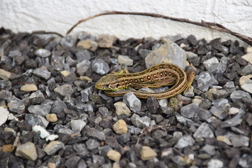 Zauneidechse Lacerta agilis