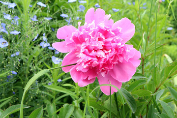 pink big flower on green background