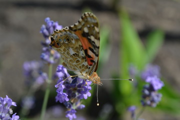 butterfly on flower