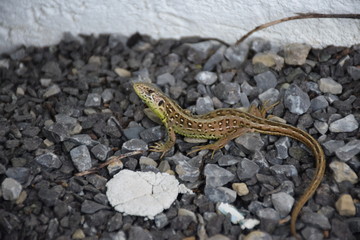Zauneidechse Lacerta agilis