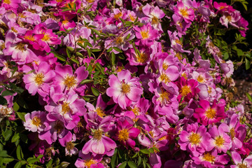 Beautiful Rosa hybrid 