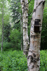 Bird's nest on a tree