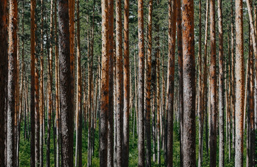  pine trunks in the forest. panorama of the forest