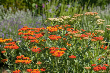 Achillea millefolium, commonly known as yarrow is a flowering plant in the family Asteraceae. © jbphotographylt