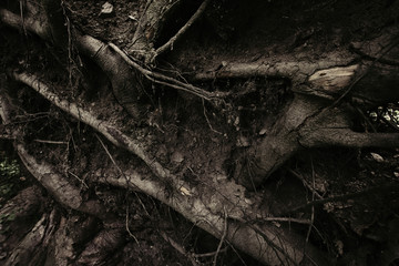 tree roots texture, dark background
