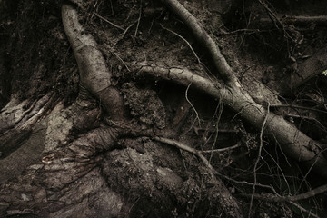 tree roots on forest ground texture