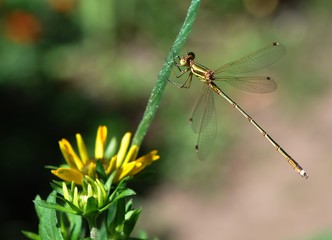 A green dragonfly (Odonáta) with a bronze sheen clings to the stem of a plant with a yellow flower.