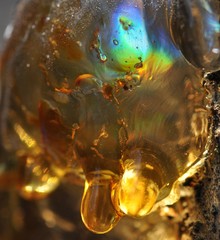 Gum, glue, hardened resin, sap from the bark on the trunk of a tree. Gold bar, with a rainbow...
