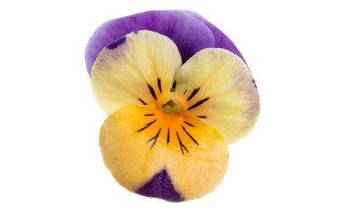 Fototapeta na wymiar pansy flower isolated