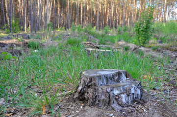 birch stump in the forest, the remainder of the felled tree, deforestation