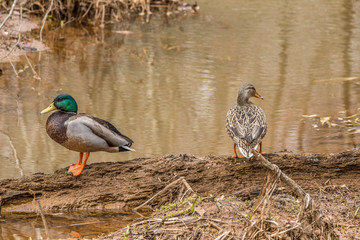 Mallards female and male ducks