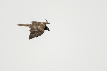 Silhouette of a bird of prey in flight. Bearded vulture / Gypaetus barbatus