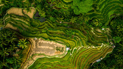 Paysage incroyable au-dessus des rizières en terrasses