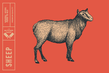 Retro graphic hand-drawn sheep on a red background. Engraving with farm animal for menu restaurants, for packaging in markets and shops. Vector vintage illustrations.
