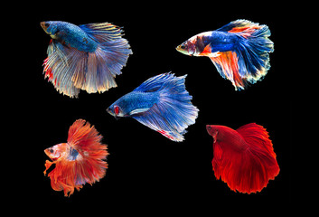 siamese betta fighting with beautiful colors on  black background