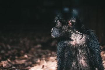 Monkey Affe Portrait Zoo