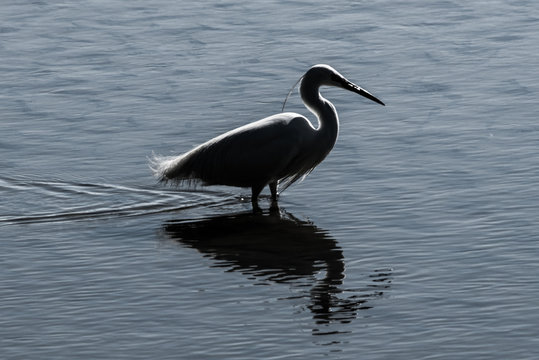 Egret Sillhouette