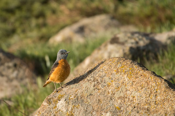 Stunning bird photo. Common rock thrush / Monticola saxatilis