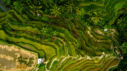 Amazing Landscape Above Rice Terraces