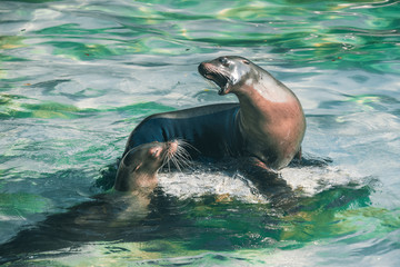 Obraz premium robbe kalifornien 