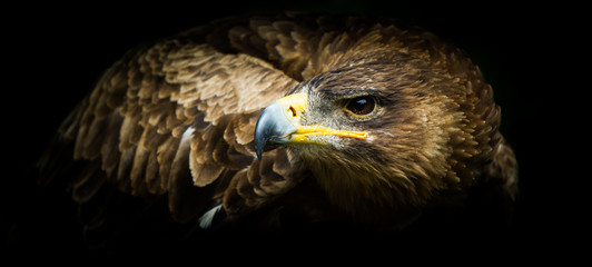 The Majestic Eagle in Dark Background