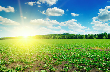 Green beet field and sun on blue sky.