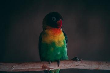 bunter vogel