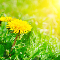 Green field with yellow dandelions and sun.