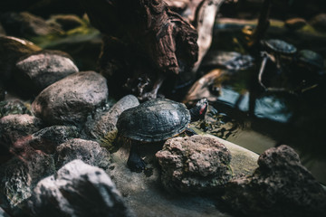schildkröte reptil