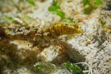 Obraz na płótnie Canvas Underwater close-up photography of a pygmy pipehorse.