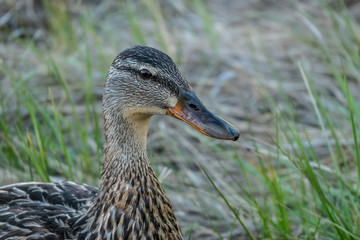 duck