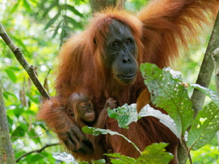 Naklejka premium orang utan with little baby