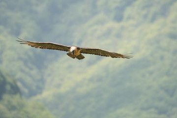 Silhouette of a bird of prey in flight. Bearded vulture / Gypaetus barbatus