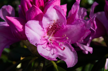 pink flower of rhododendron