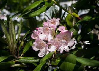 pink flower of rhododendron