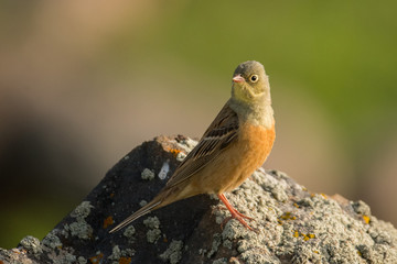 Stunning bird photo. Ortolan bunting / Emberiza hortulana