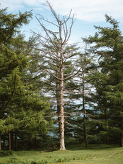 White wood tree between green pine trees