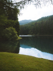 Calm and peaceful shore of a lake with pine trees in the background