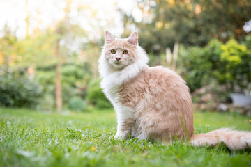 beige fawn maine coon cat sitting in garden looking at camera  on a sunny summer day