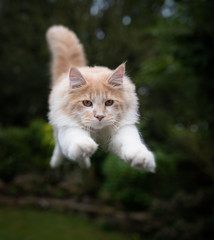 front view of beige white maine coon cat jumping towards camera in front of botany in back yard