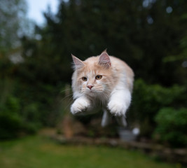Naklejka na ściany i meble front view of beige white maine coon cat jumping in garden looking