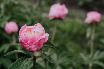  bud of pink peony after rain. wet pink peony